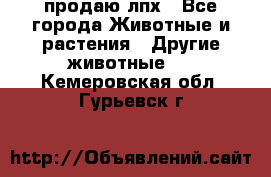 продаю лпх - Все города Животные и растения » Другие животные   . Кемеровская обл.,Гурьевск г.